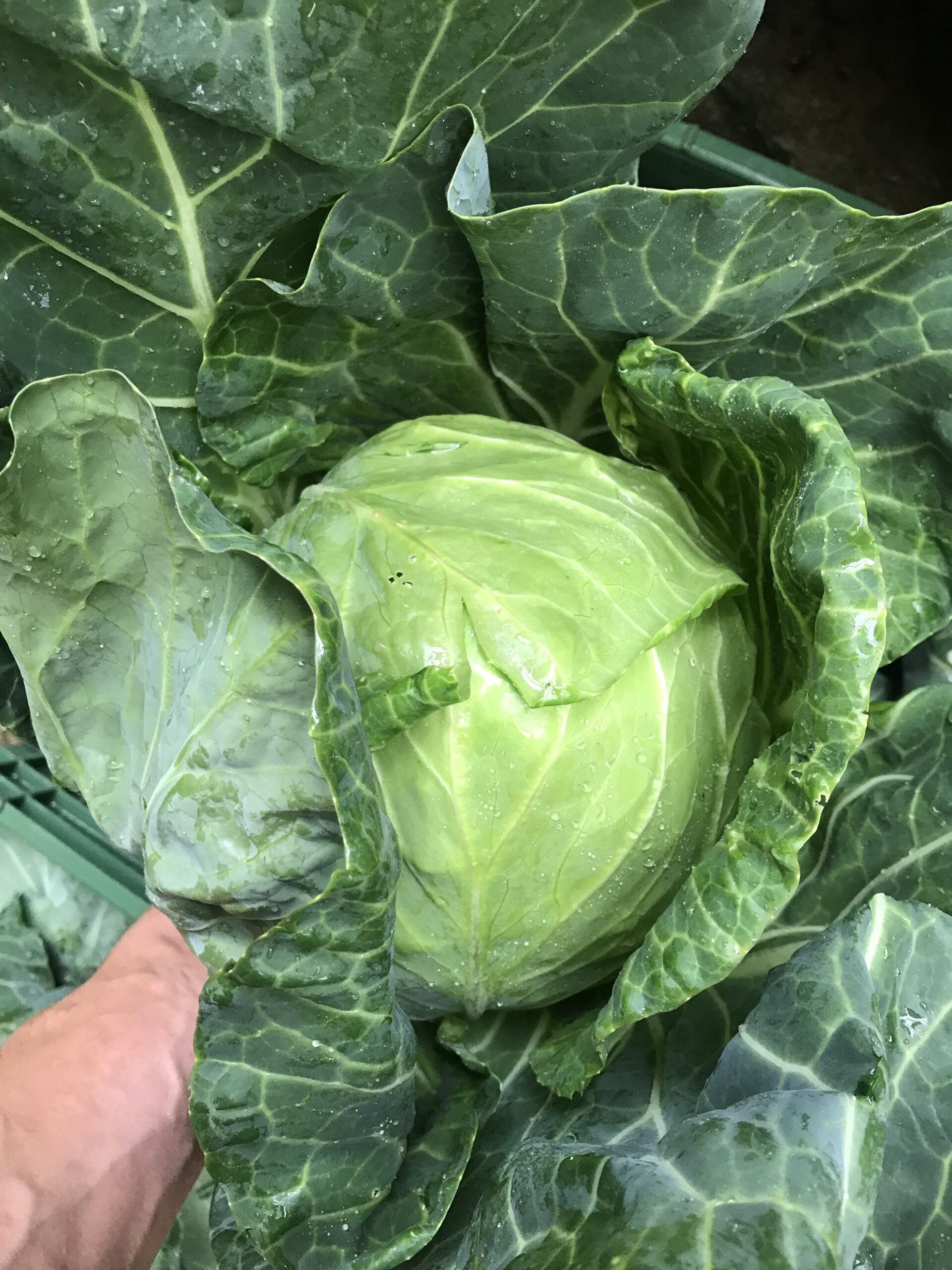 Ideen für Rosenkohl und Weisskabis