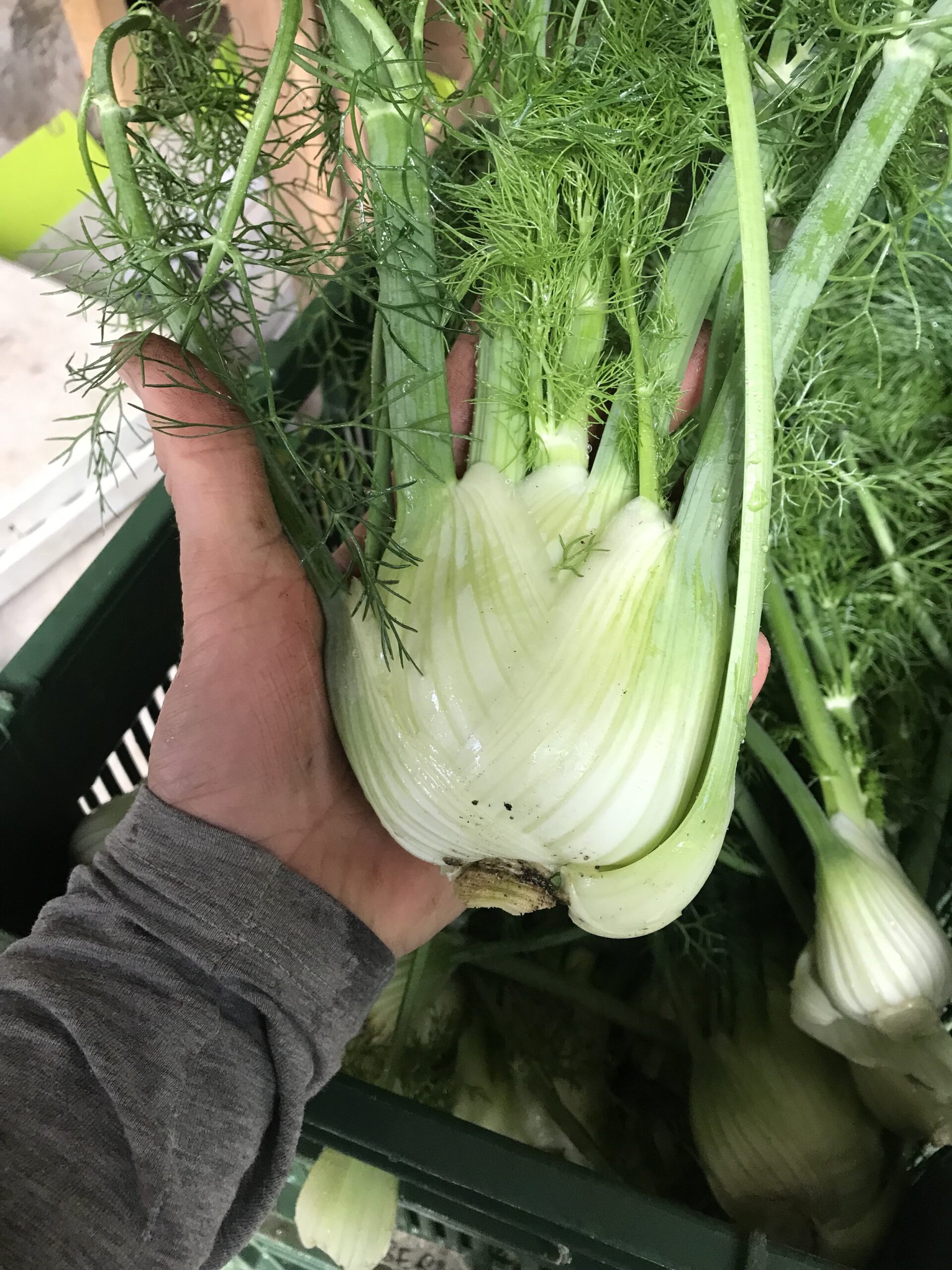 Idee für Fenchel